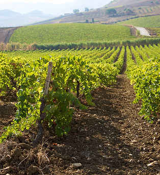 Vineyards.jpg