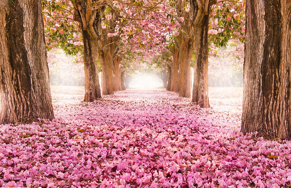 The romantic tunnel of pink flower trees.jpg
