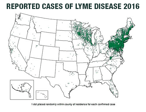 Lyme Disease Cases Connecticut