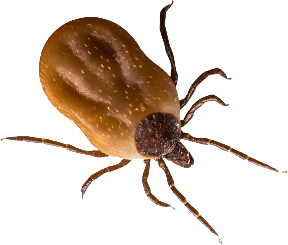 Securing Against Lyme Disease