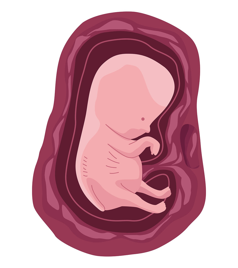 vecteezy_fetus-with-two-months_.jpg