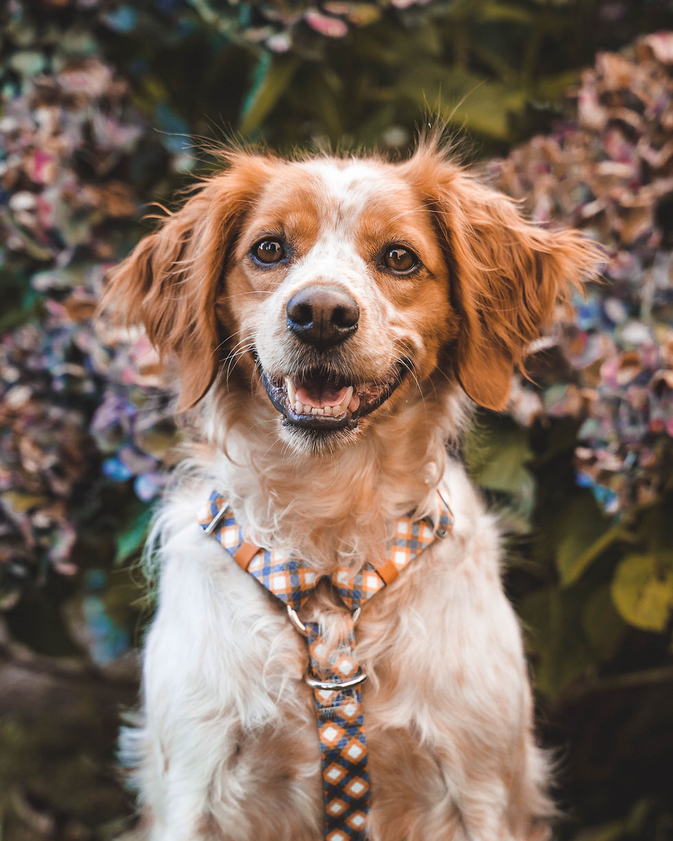 Miniatura: Royal Blue Plaid Strap Harness