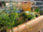 CONTAINER PLANTING