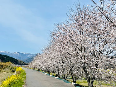桜ウォーク