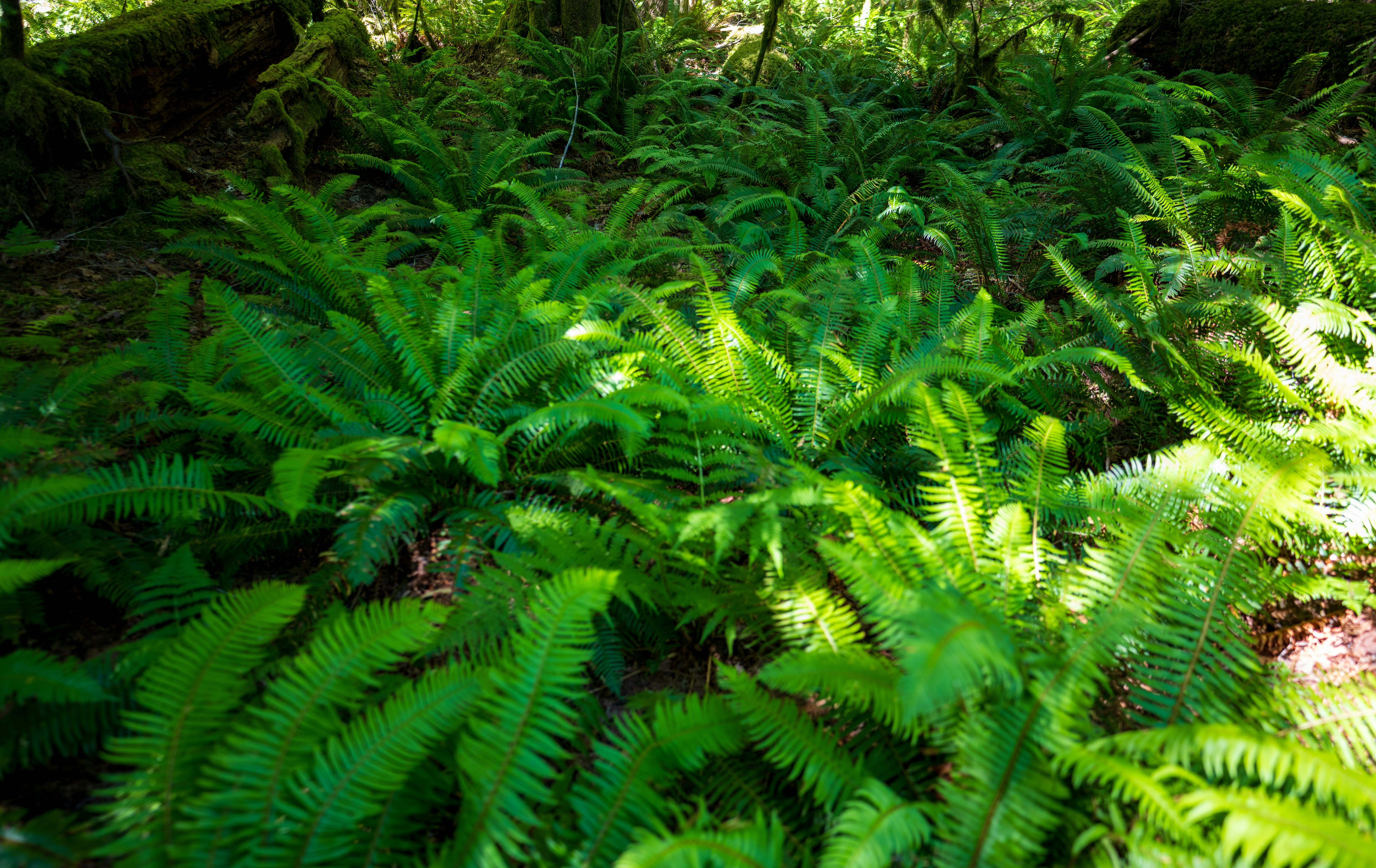 Dappled sunlight through forest ferns