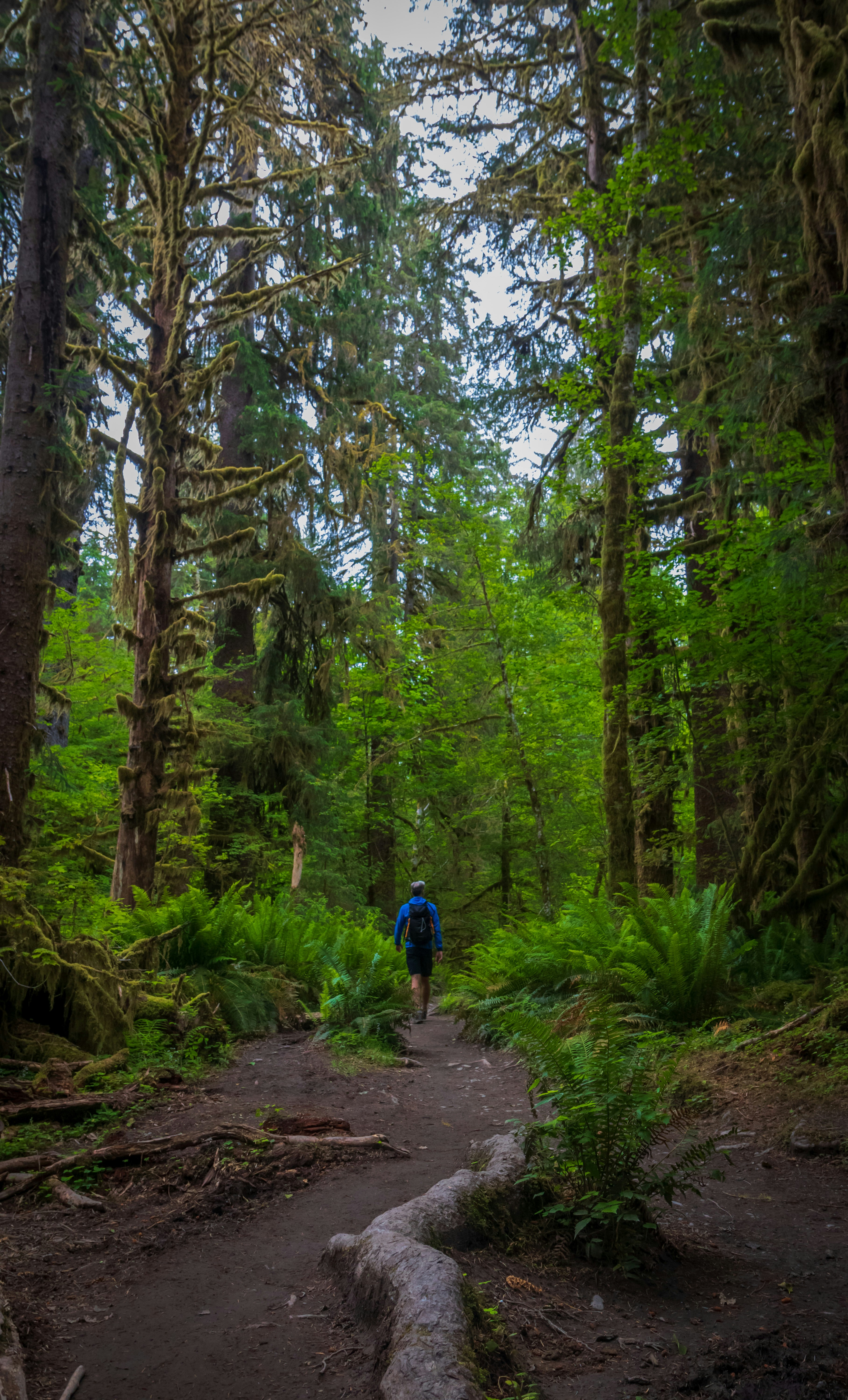 Walker in the Hoh Rainforest