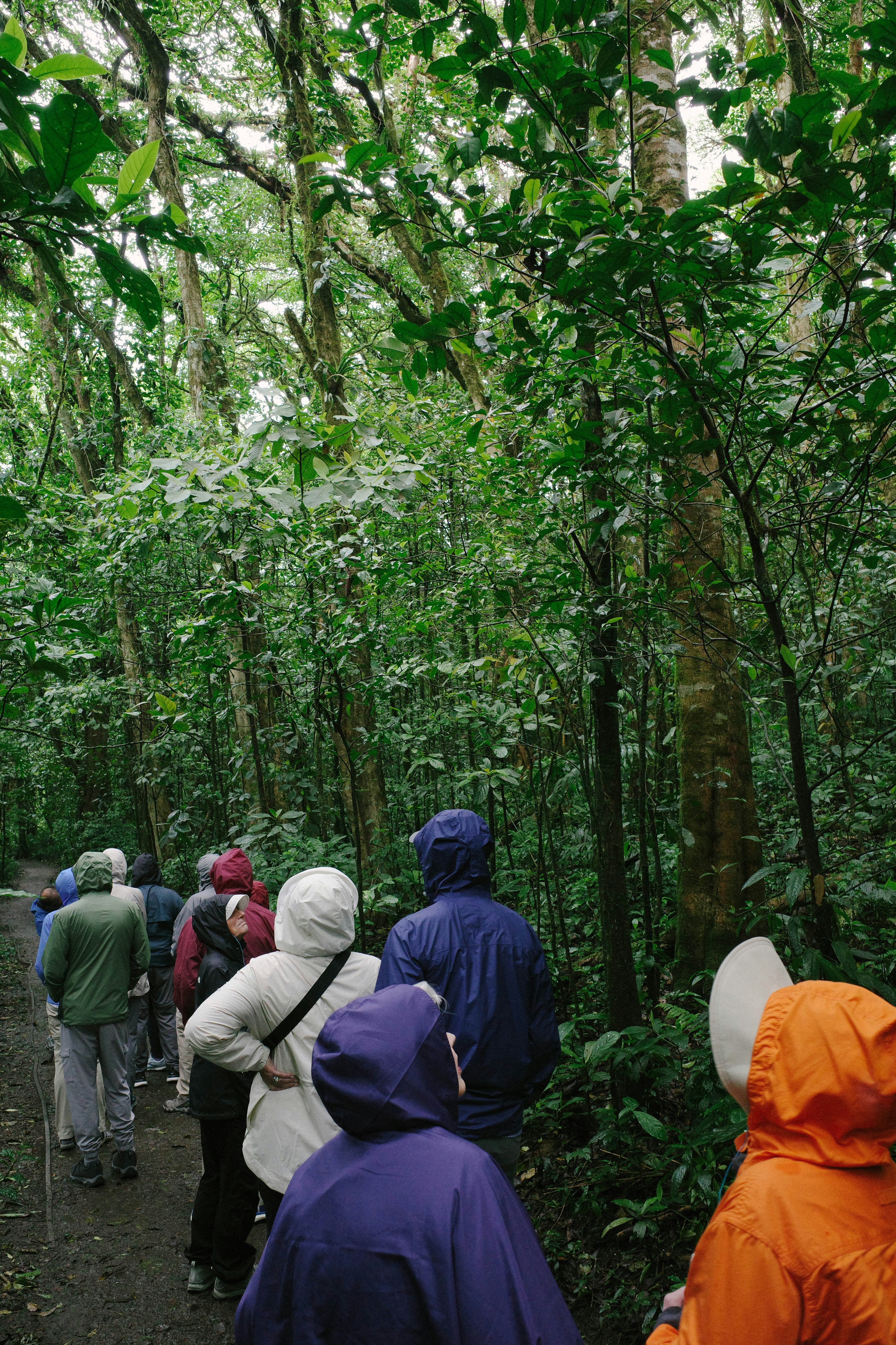 Group in a lush cloud forest