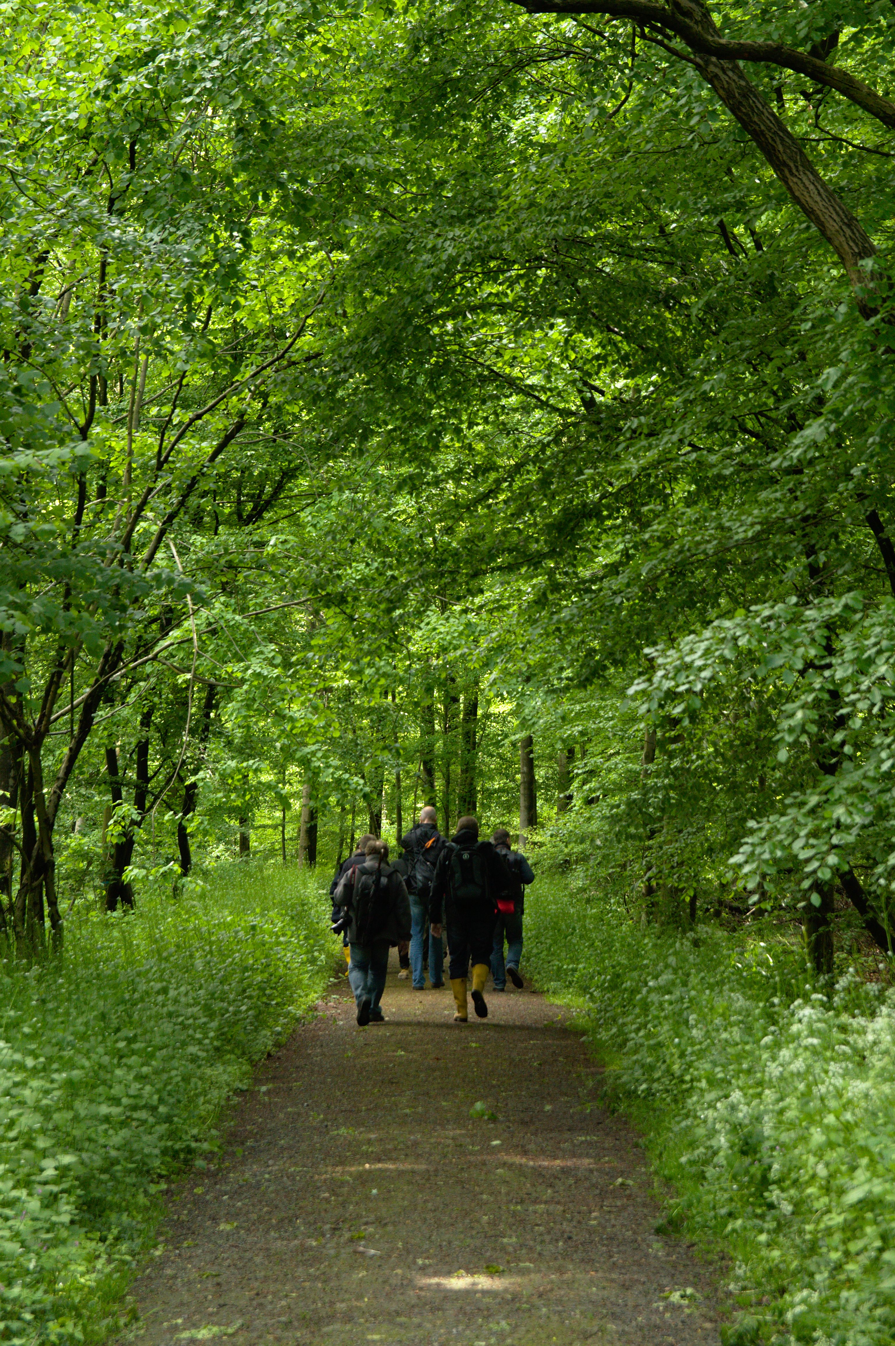 Group walking through a woodland trail