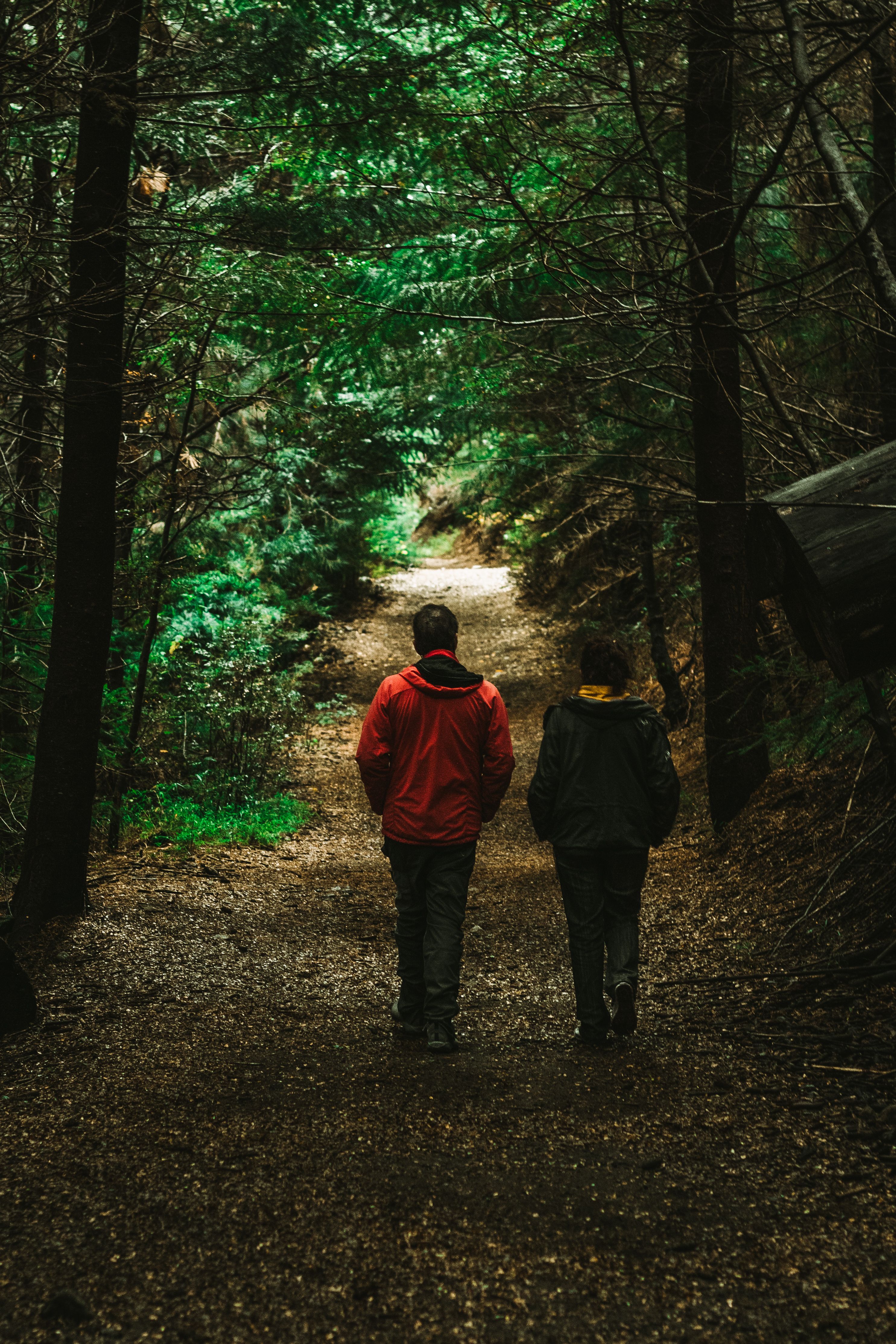 People walking on a forest pathway