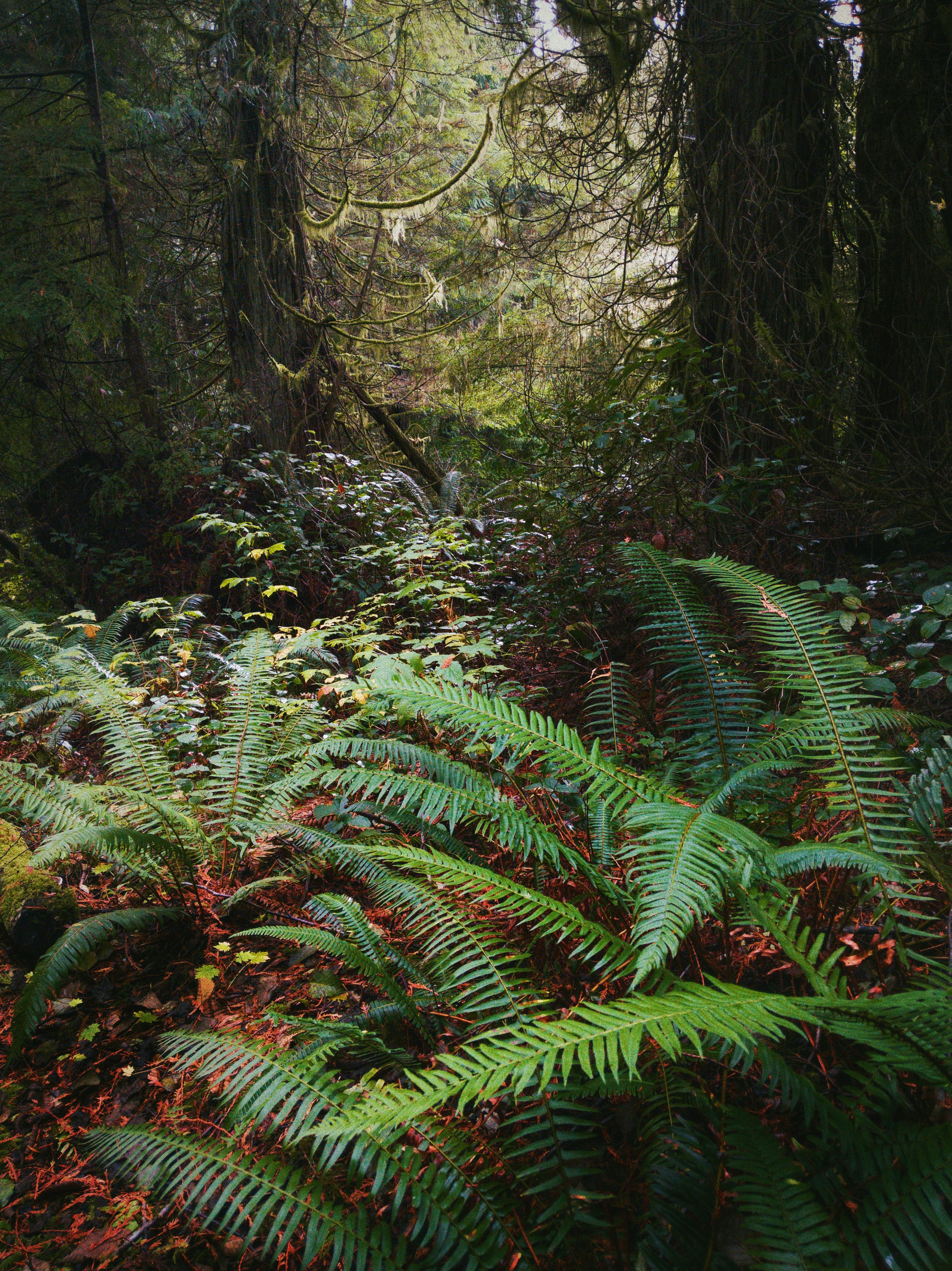 Oregon forest ferns