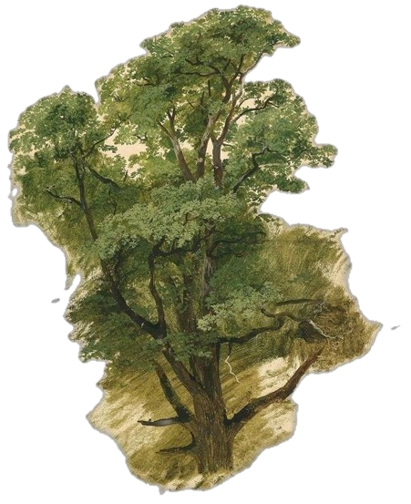 Friedrich_Gauermann___Austrian__1807_1862__Baumstudie__Tree_study____1826_-removebg-previe