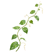 green-vine-plant-transparent.png