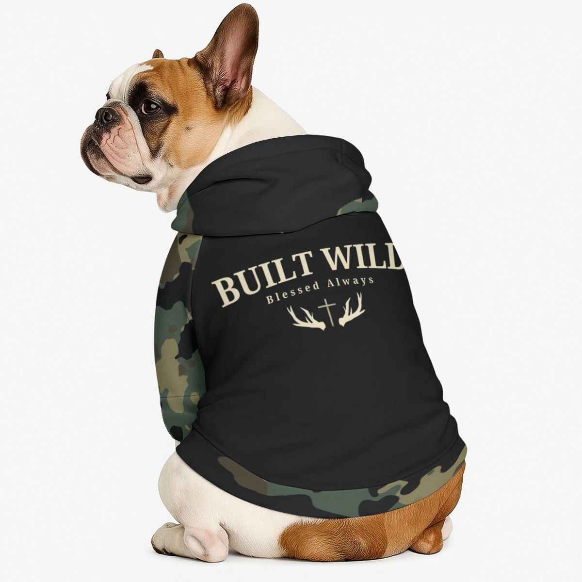 French Bulldog wearing a black hoodie with 'Built Wild Blessed Always' text