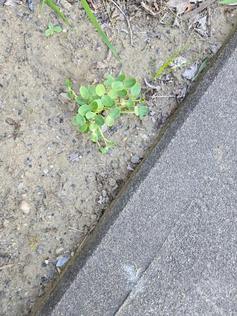 子どもの食べた「スイカの種」を植えたら…なんと芽が出ました!🌱