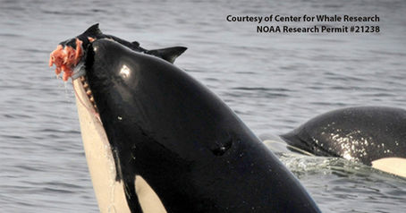 Southern Resident Orca & Wild Salmon Extinction Emergency