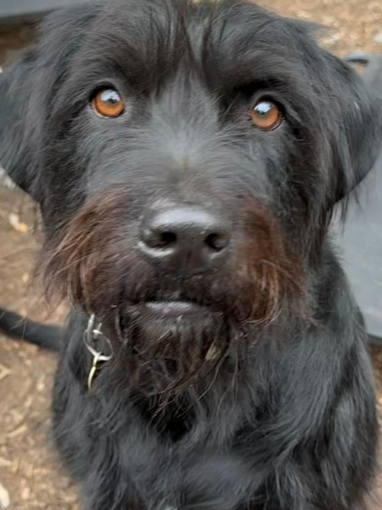 Wagging Tails Ironbridge Doggy Day Care _