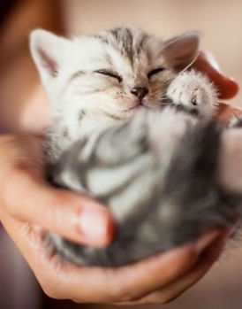 chaton.jpg
