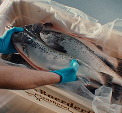 Duurzaam en lokaal geproduceerde zalm