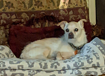Lola_dog.png