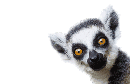 lemur.gif