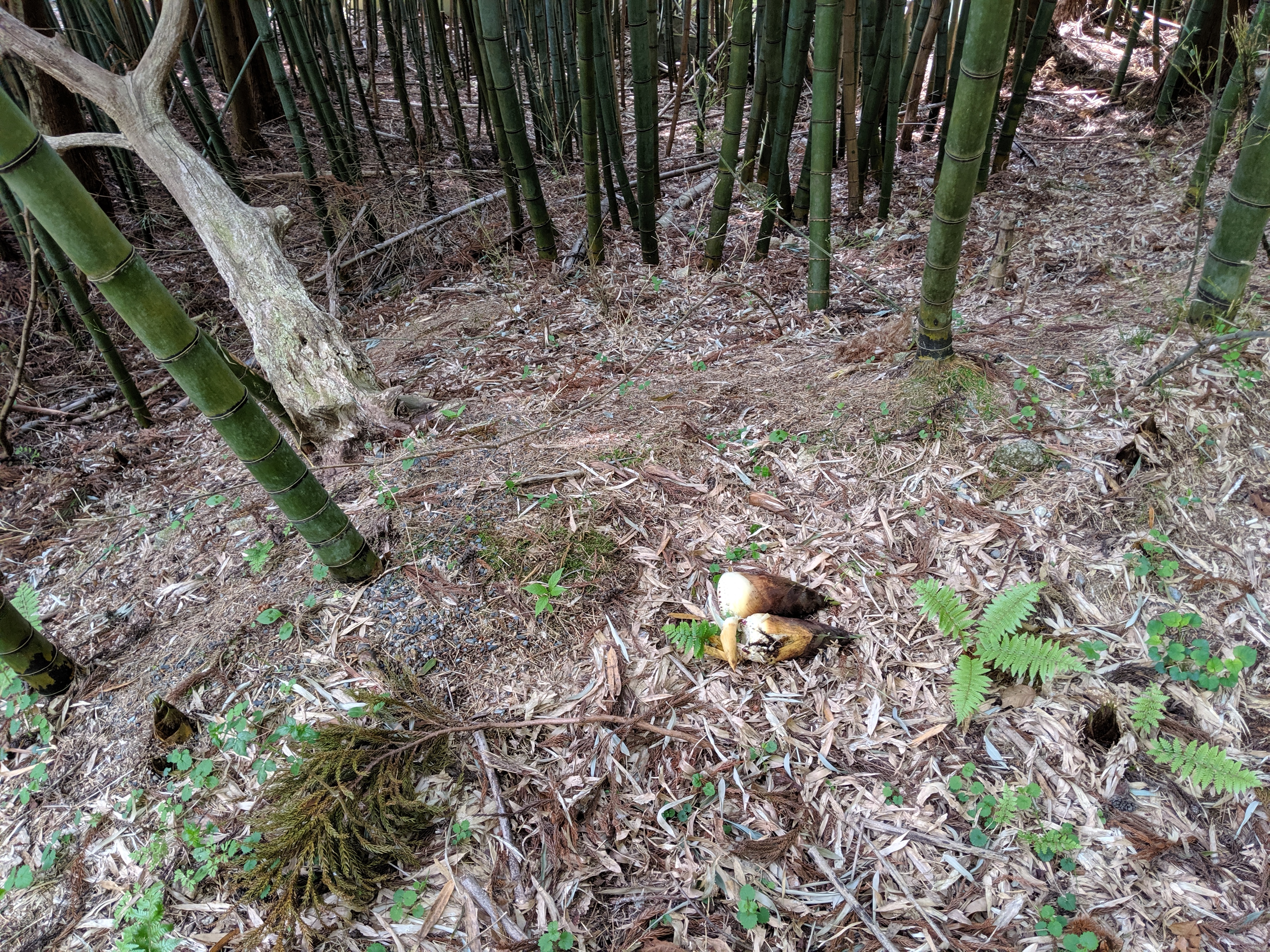 みがく農場タケノコ狩り