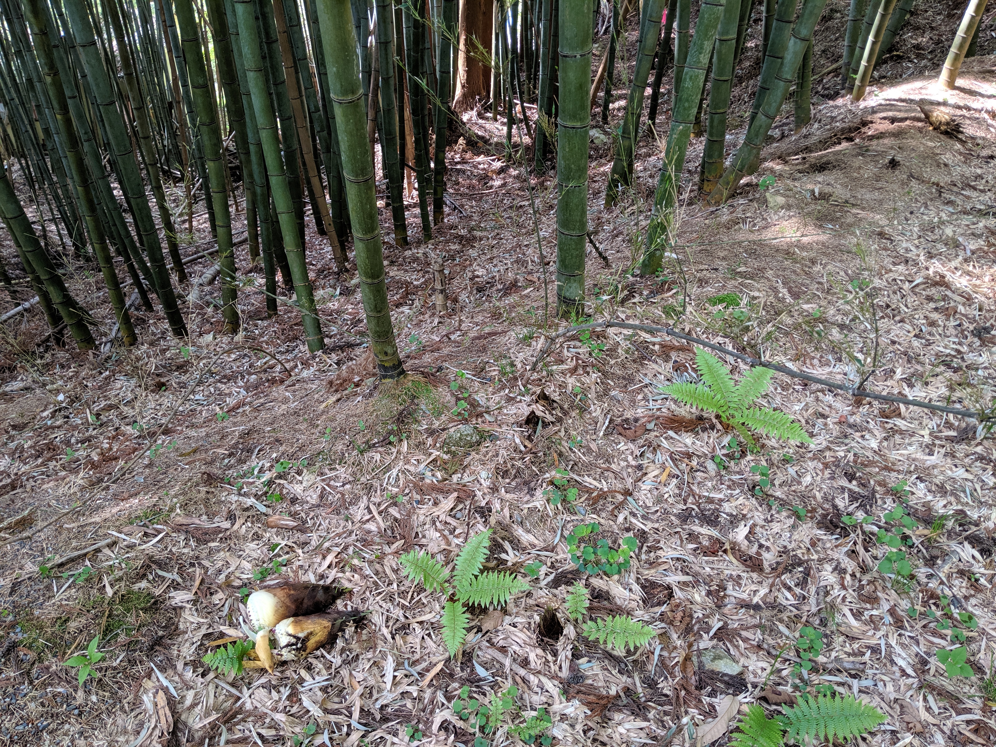 みがく農場タケノコ狩り