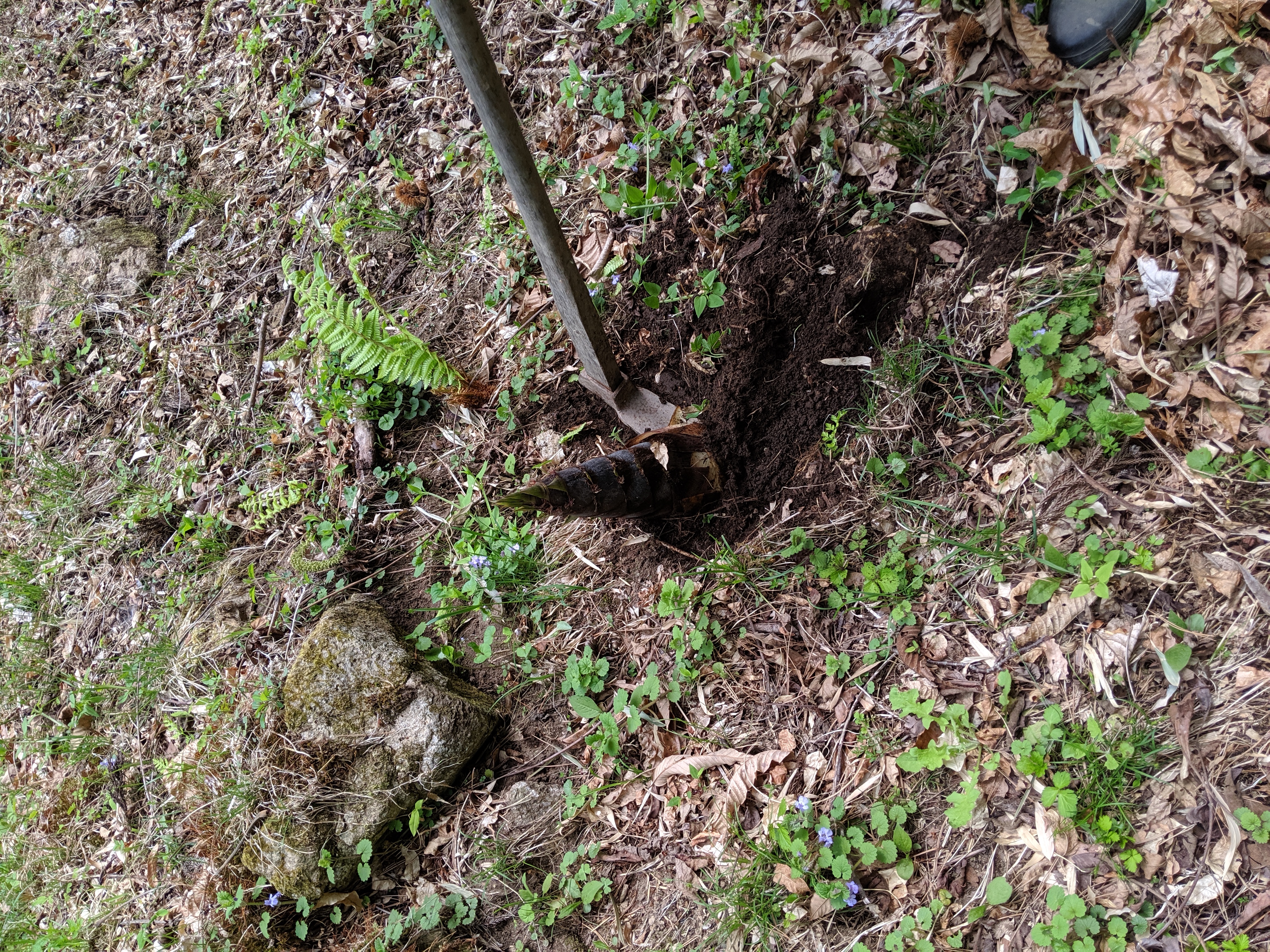 みがく農場タケノコ狩り