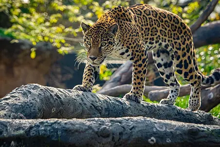 Zoo.webp