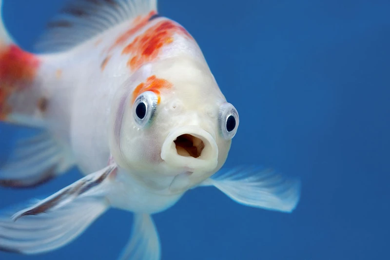 Aquaponics Course for Kids