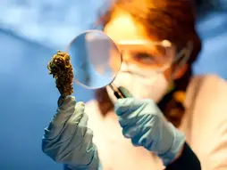 Colombia abriría licencias académicas para investigar cannabis medicinal