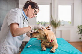 Tecnología responsable: microchip para mascotas l Mejores amigos y juntos para siempre