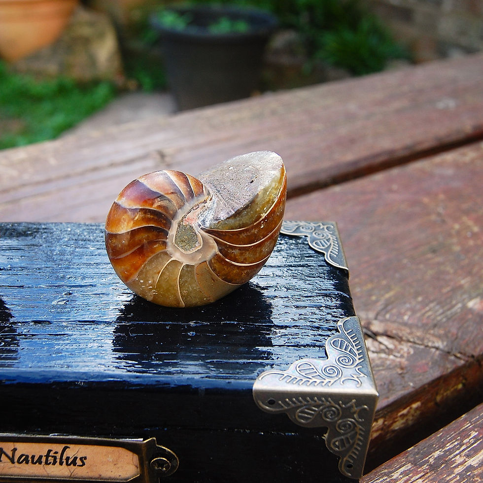 Thumbnail: Nautilus on an antique style decorative base