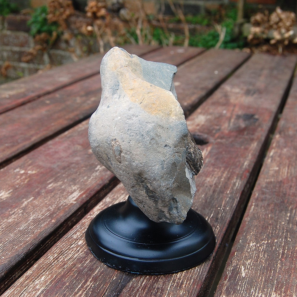 Thumbnail: Ammonite  on a stand