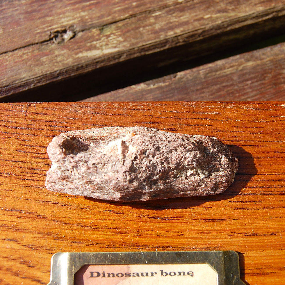 Thumbnail: Dinosaur bone display
