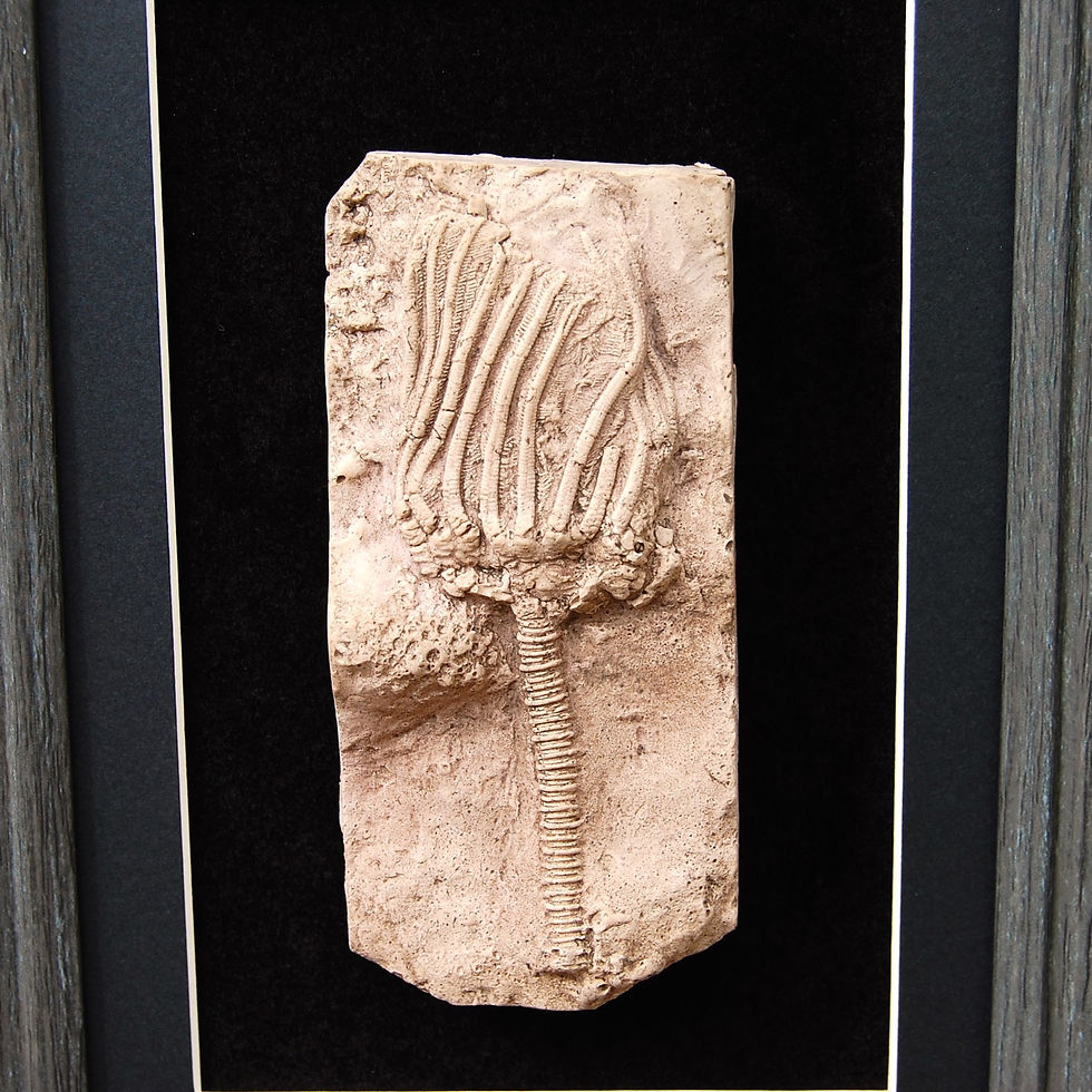 Thumbnail: Replica Crinoid framed