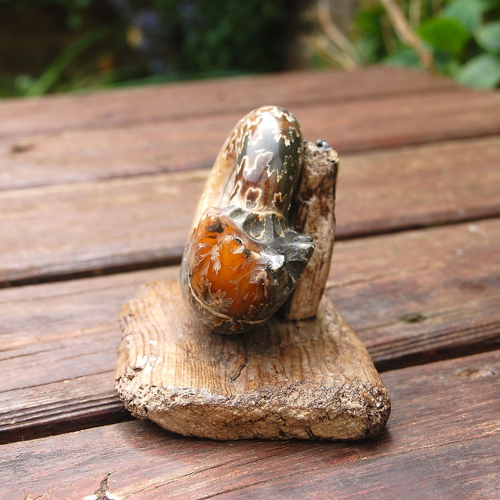 Thumbnail: Stunning polished ammonite