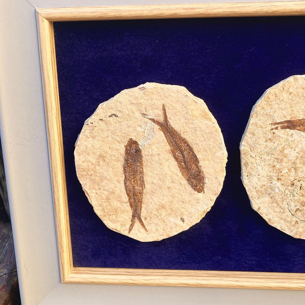 Thumbnail: Fossilised fish in a frame
