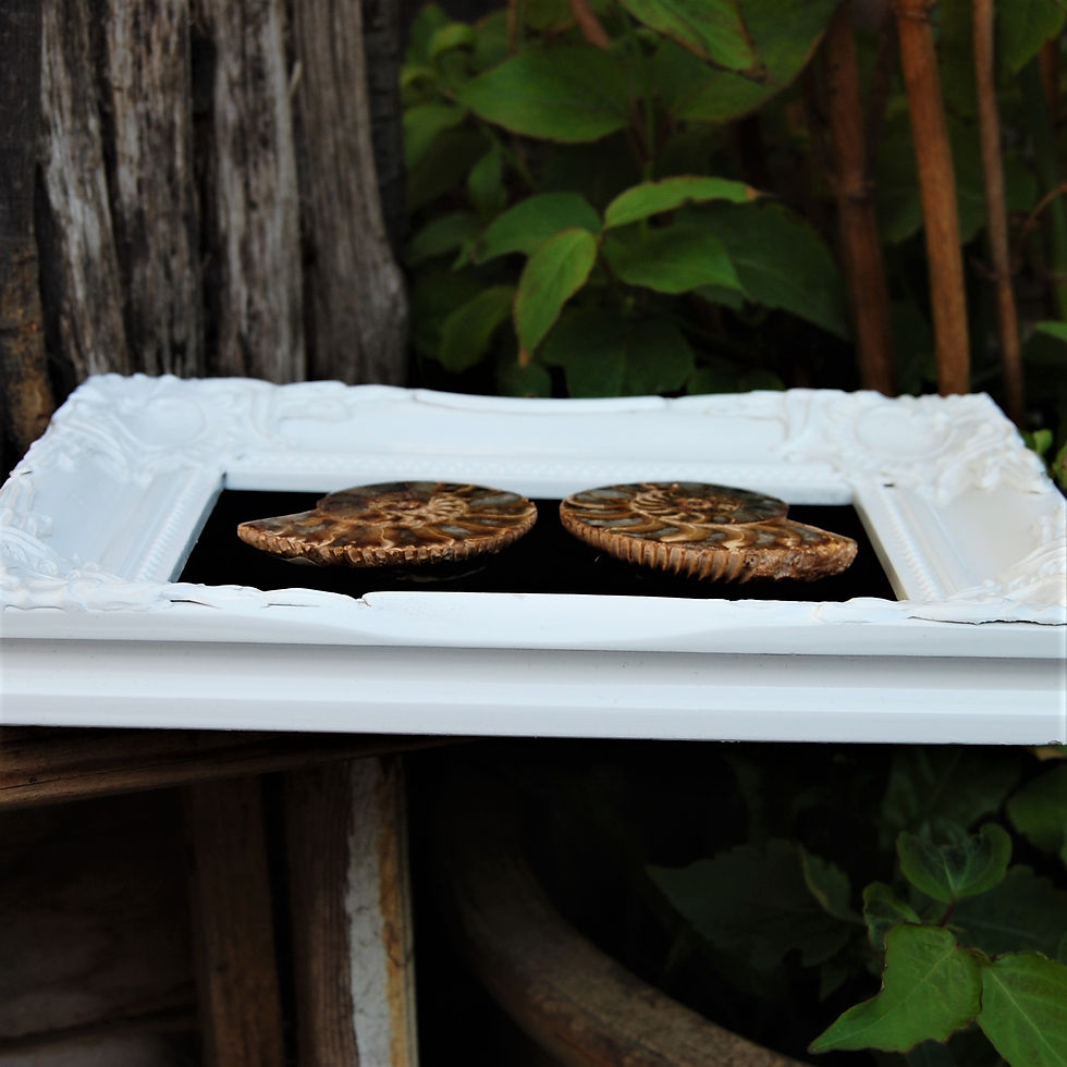Thumbnail: Polished ammonites in decorative frame