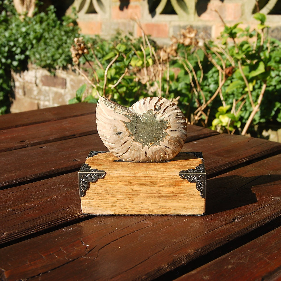 Thumbnail: Polished Ammonite Fossil on Wooden Base