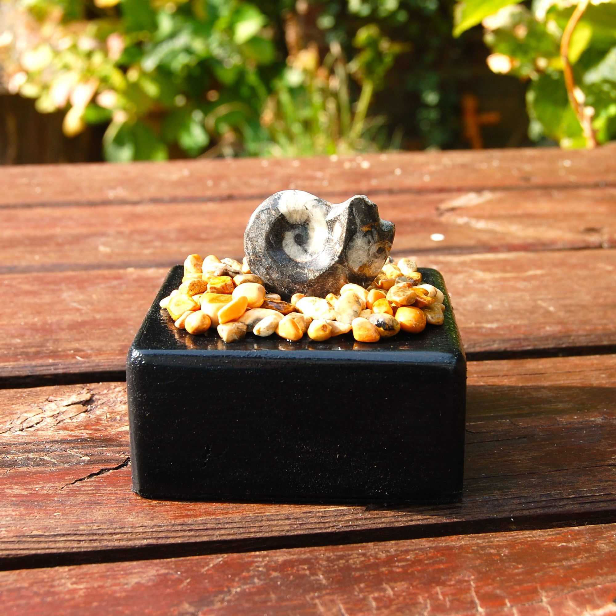 Goniatite beach display