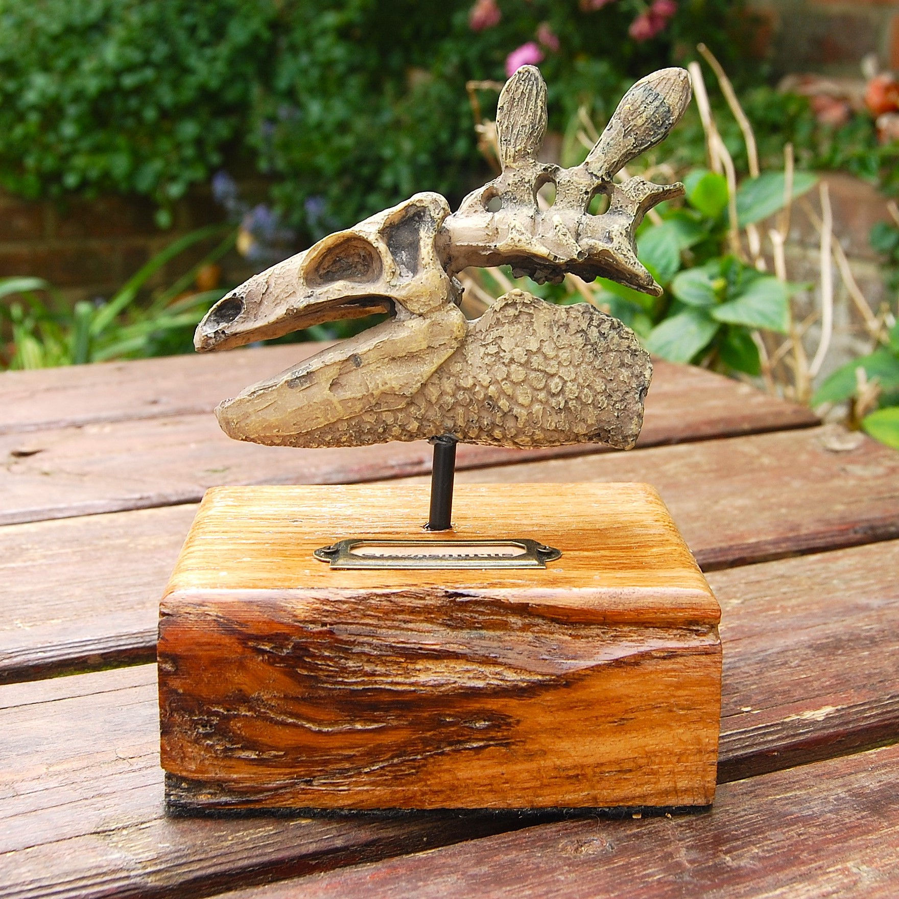 Stegosaurus replica skull