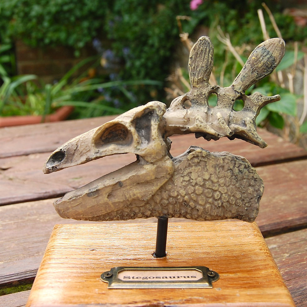 Thumbnail: Stegosaurus replica skull