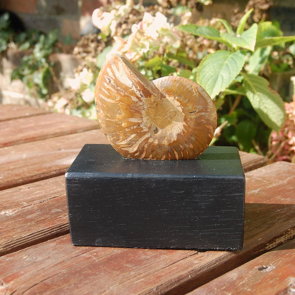 Thumbnail: Polished Ammonite on oak base