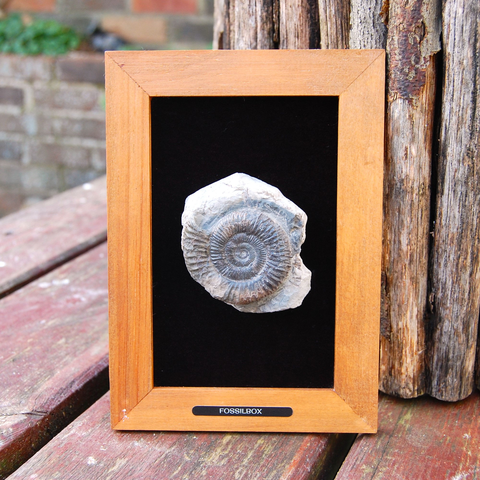 Ammonite in frame