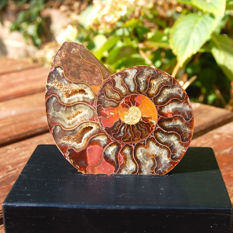 Thumbnail: Polished Ammonite on a oak base