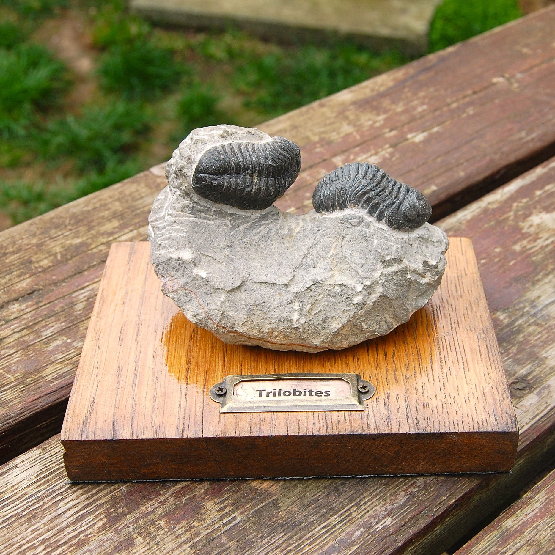 Trilobites