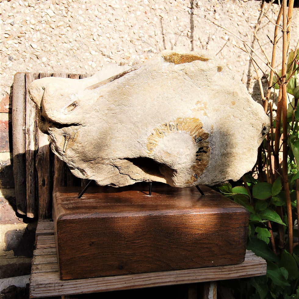 Thumbnail: Large multiple fossil stone