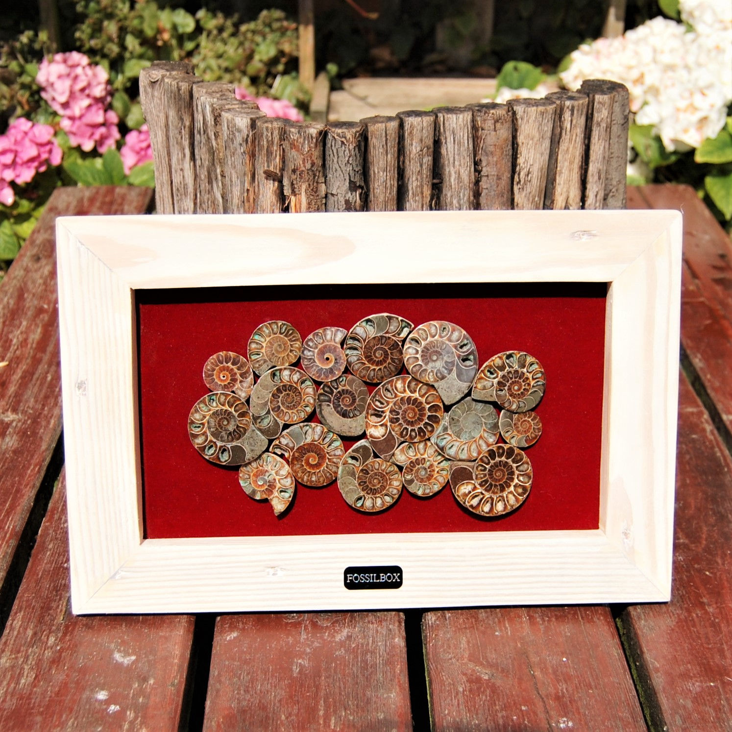 Ammonite display