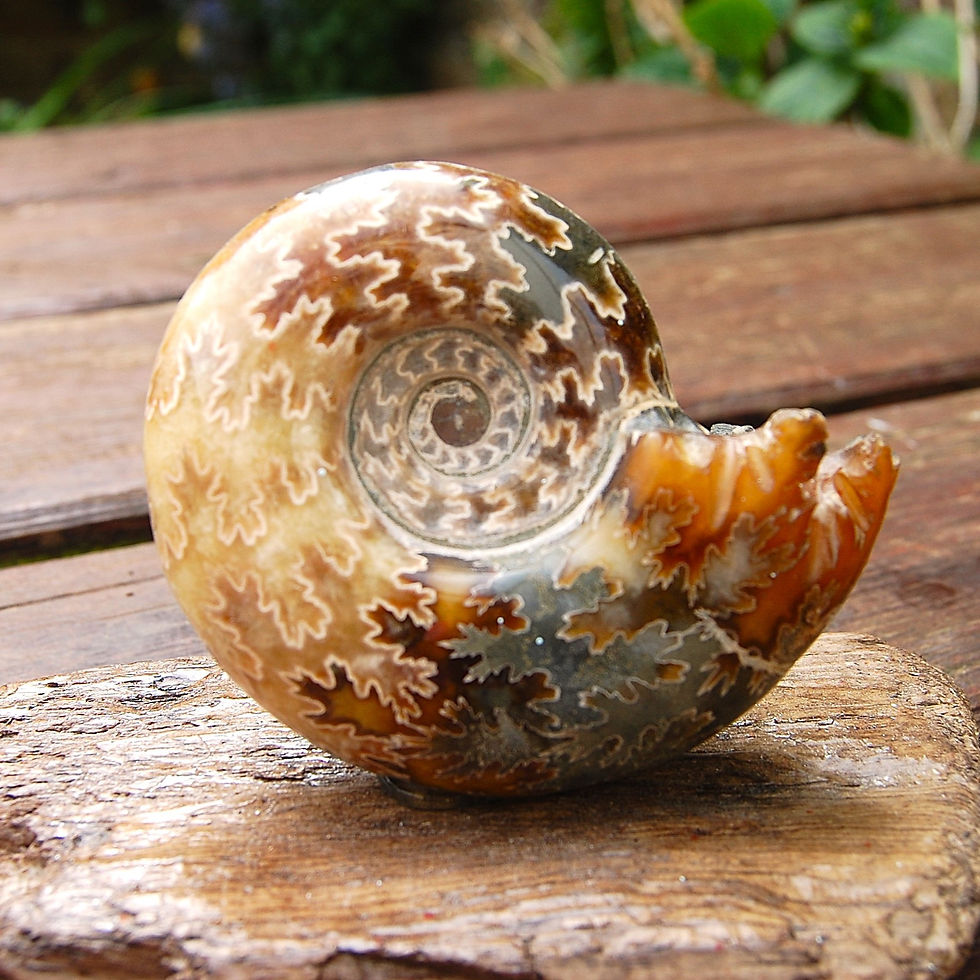 Thumbnail: Stunning polished ammonite