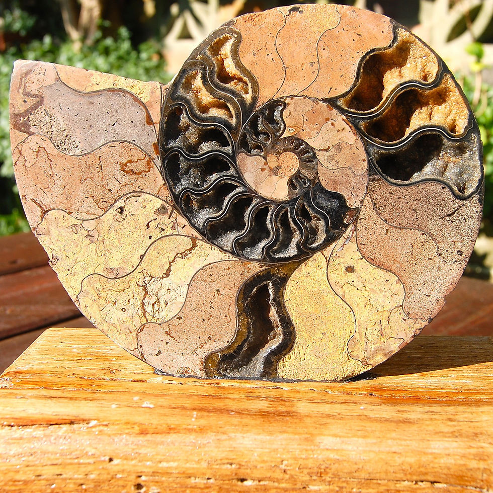 Thumbnail: Polished ammonite on wooden base